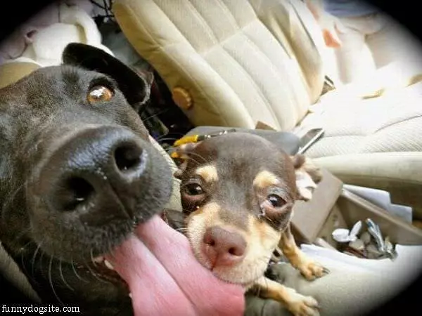 Got Your Tongue