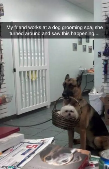 The Grooming Spa