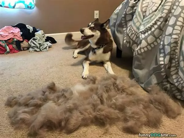 That Is Almost Like Another Whole Dog