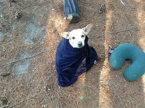 Little Yoda