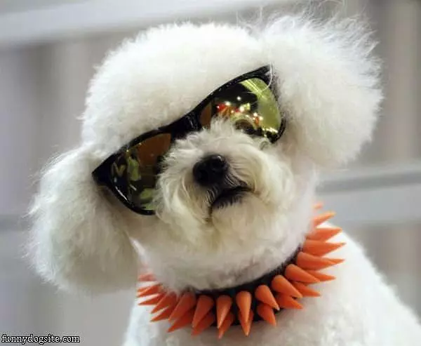 I Am The Cool Dog