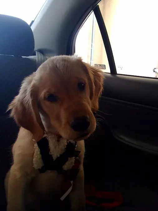 Going For A Ride
