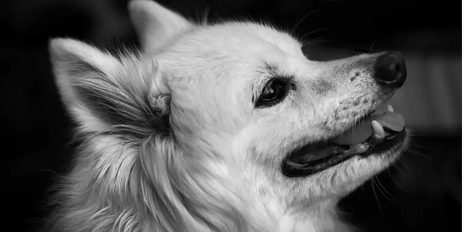 Volpino Italiano Close up