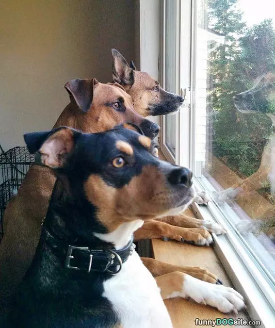 Looking Outside