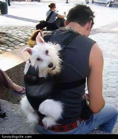 Dog Back Pack