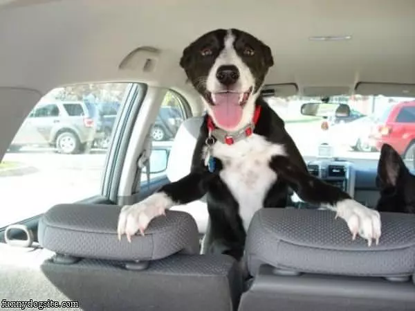 Hai Guys Time For A Ride