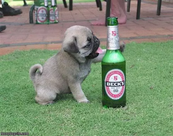 Becks