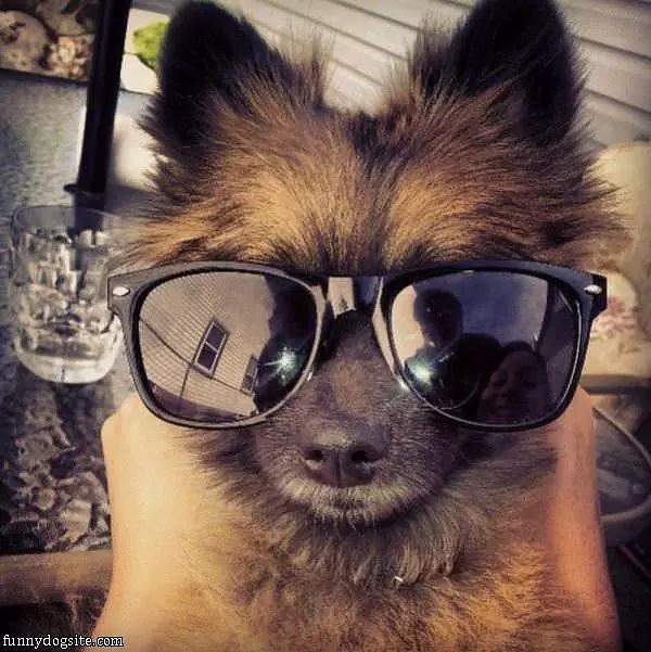 I Have My Cool Glasses On