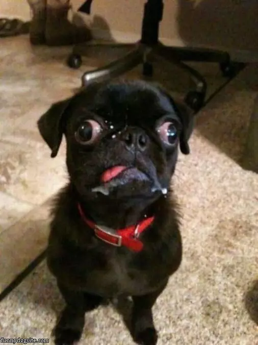 My Derp Face