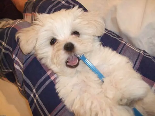 Brushing My Teeth