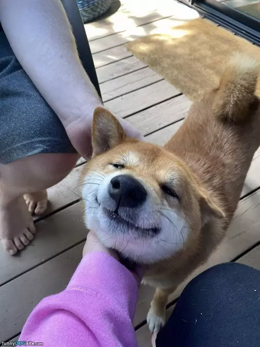 Yes Pet Me