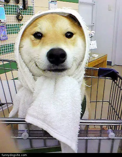 Towel Dog