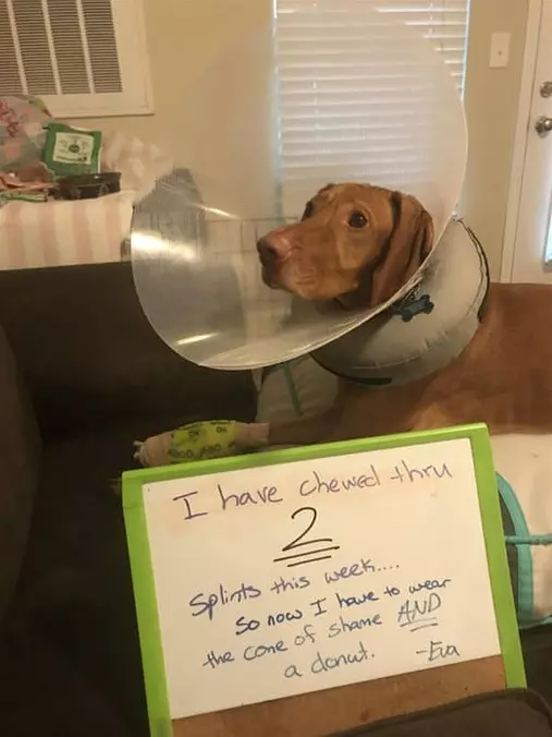 Chew Through 2