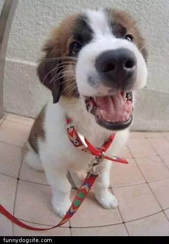 Dog On A Leash