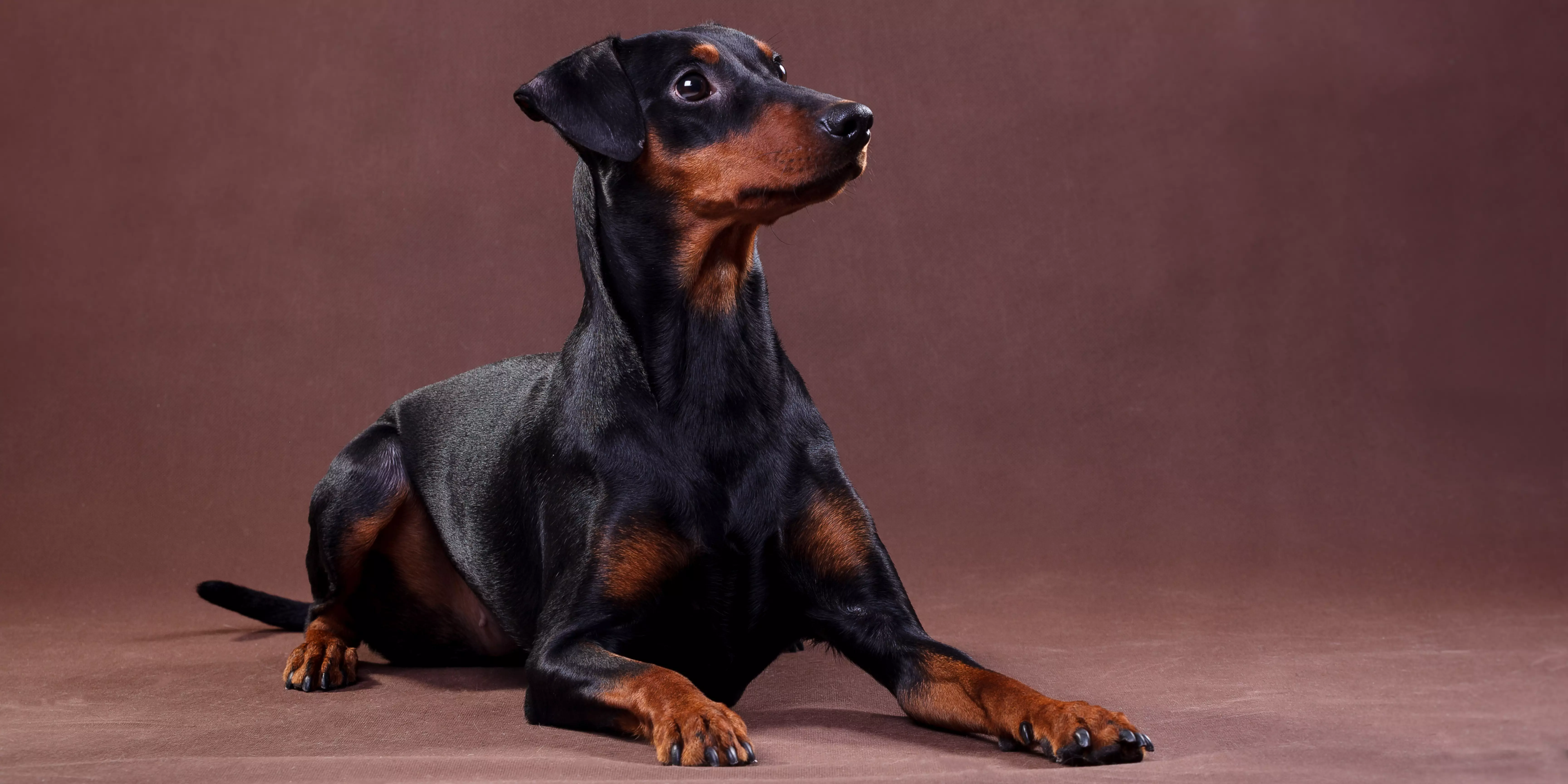 German Pinscher