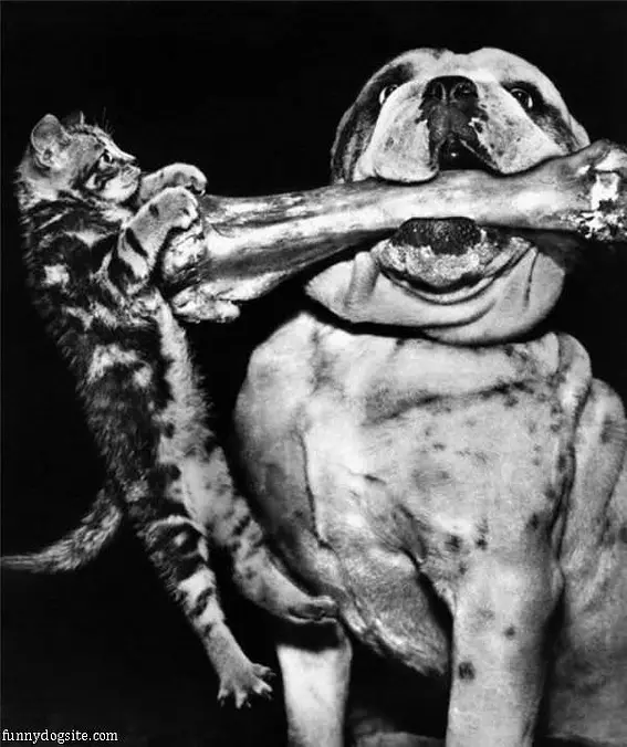 Give Me That Bone