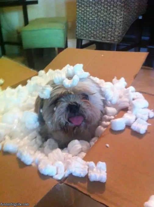 Peanuts Dog