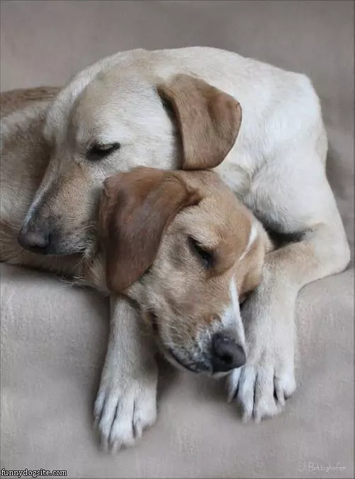 We Are Both Pillows