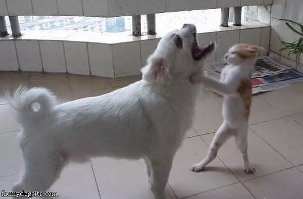 Kung Fu Fighting