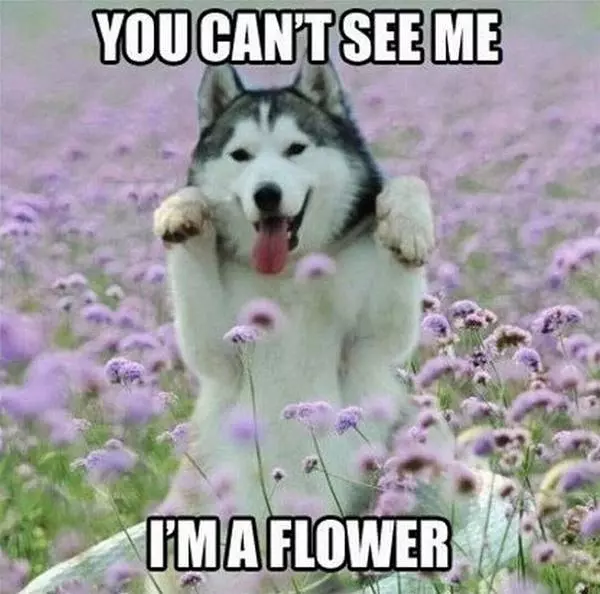 Im A Flower