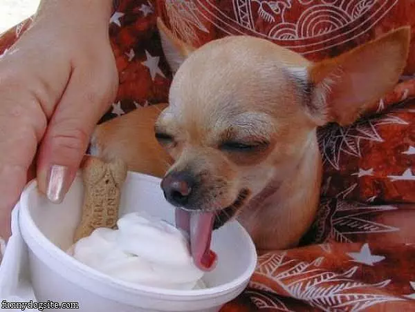 Milk Bone Flavored