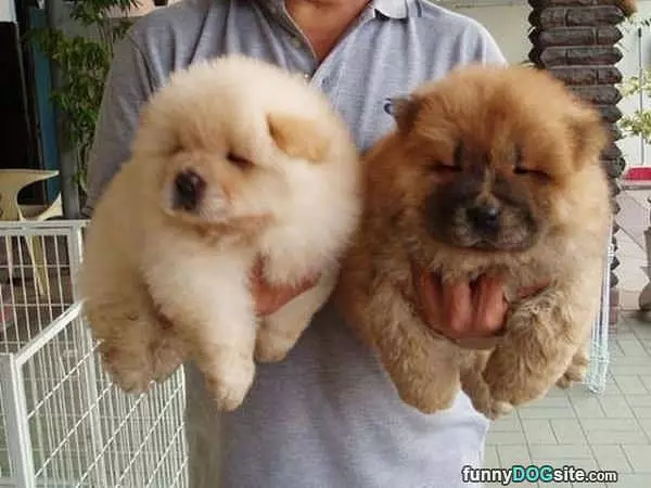 Fuzz Balls