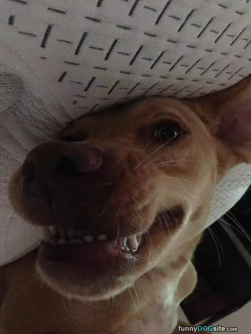 Say Cheeeeeeese