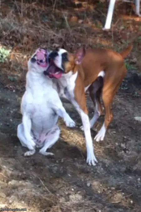 Those Are Some Happy Dogs