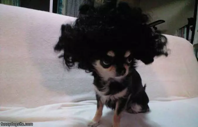 Afro Dog