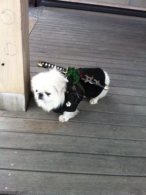 Ninja Dog