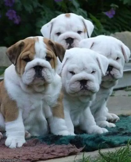 4 Cute Dogs