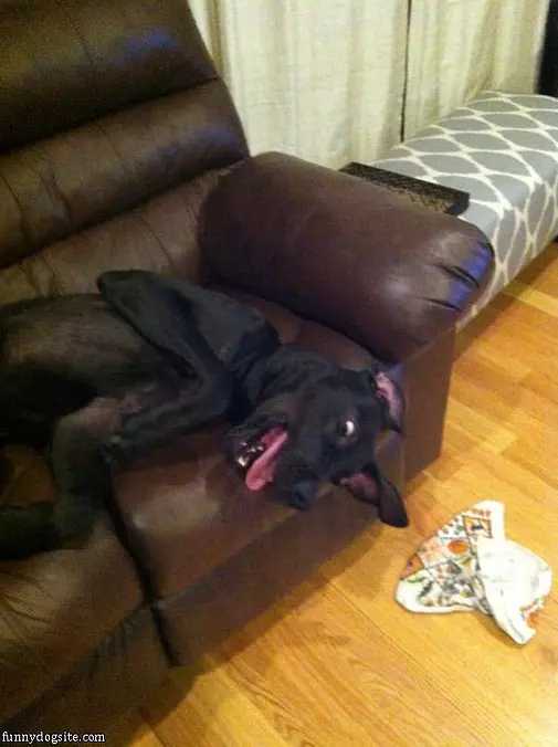 Silly Great Dane