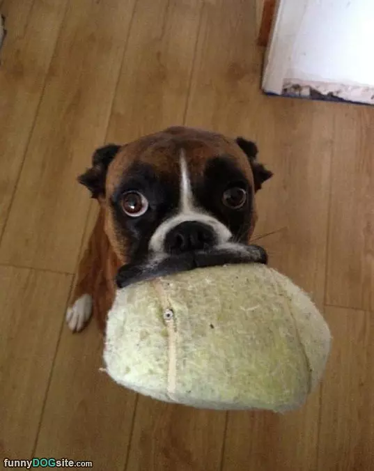 My Fetch Face