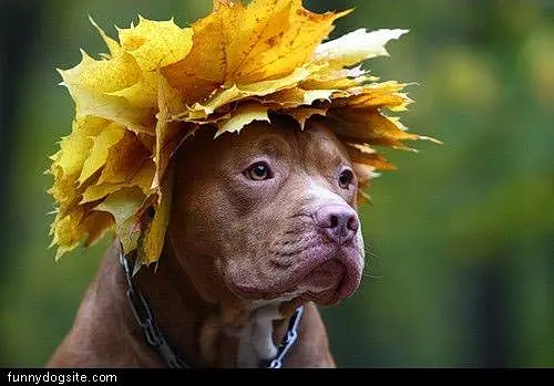 Leaf Hat