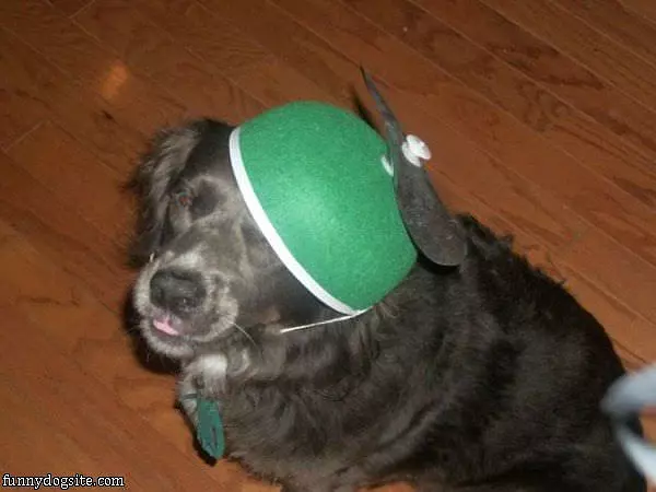 This Is My Hat