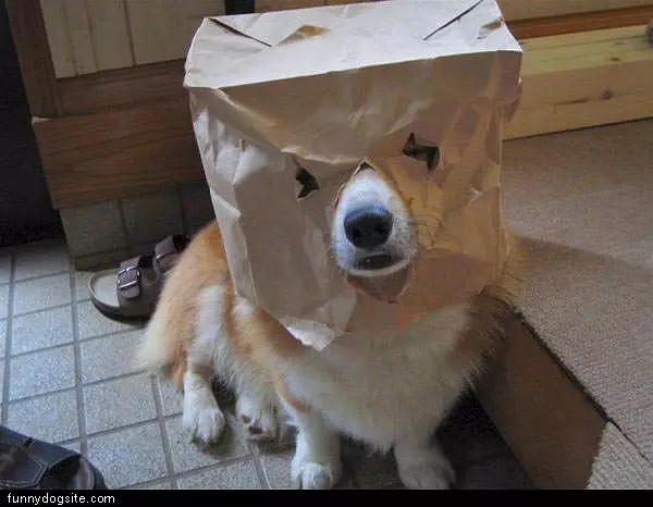 Dog Mask
