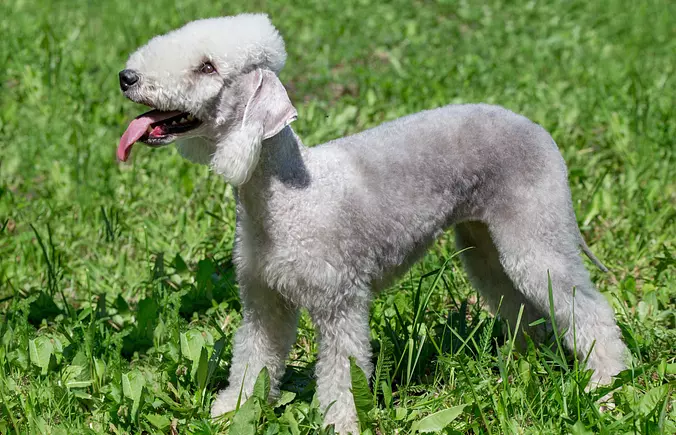 Happy Bedlington Terrier