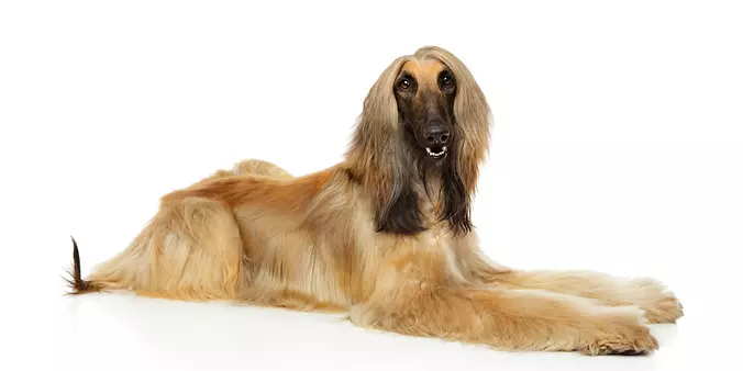 Brown Afghan Hound