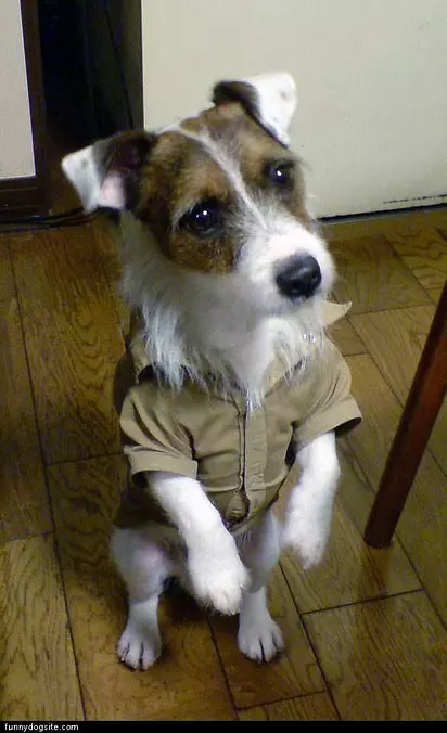 Nice Dog Shirt