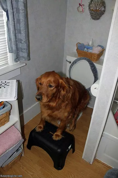 Potty Trained