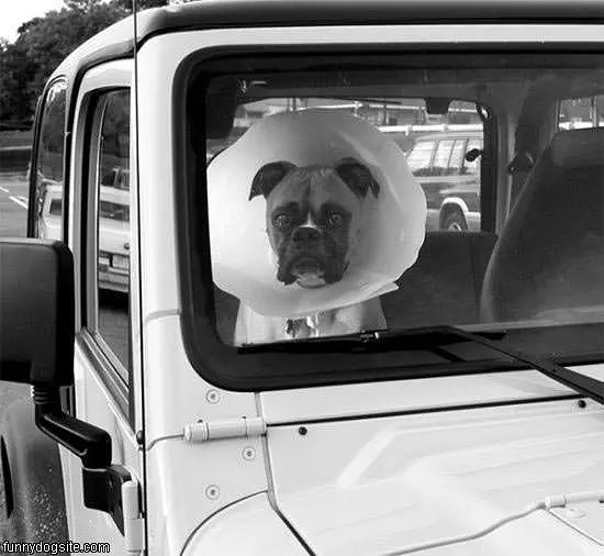 Not A Happy Dog Right Now