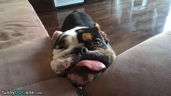 This Couch Is Great