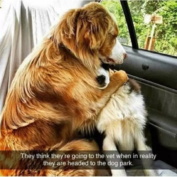 Please No Vet Today