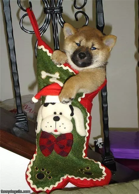 Stocking Dog