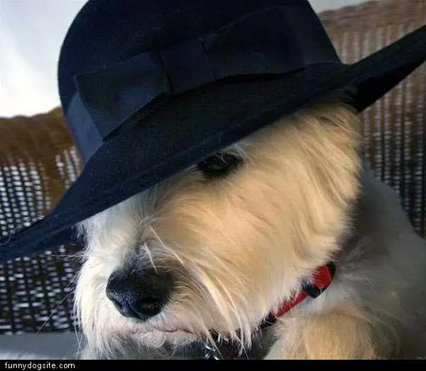 Undercover Dog