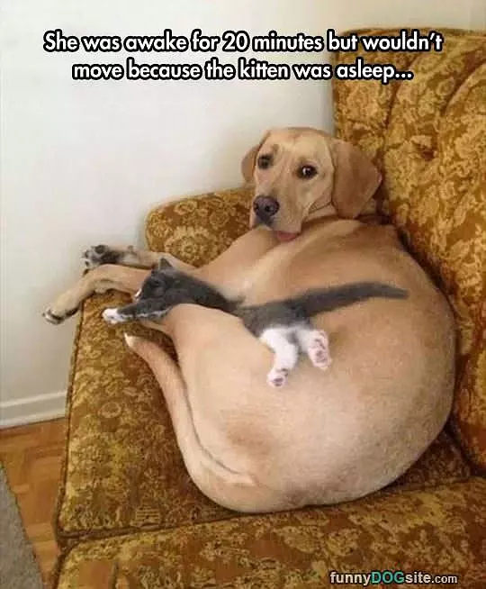 Good Dog