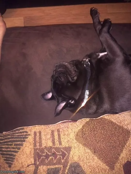 Sleepy Pug