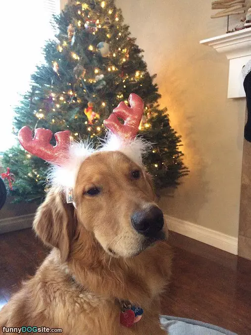 A Cute Reindeer Dog