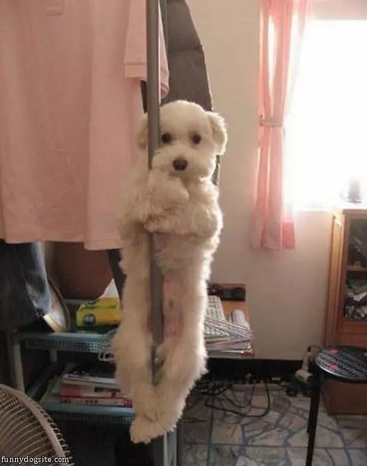 Fire Dog