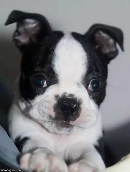 Cute Puppy
